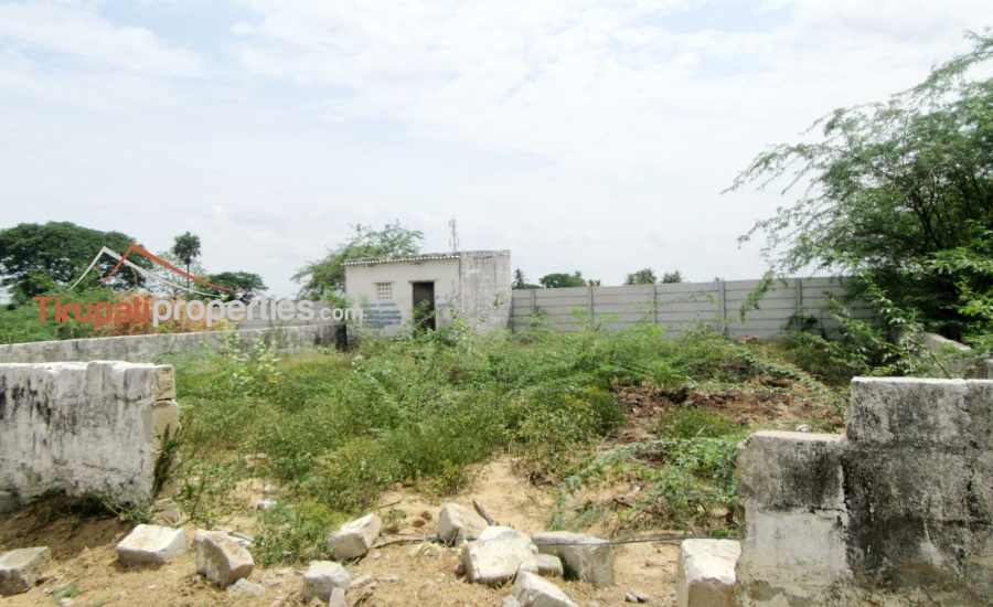 100 Anks East Facing #PlotforSale Near S.V Engg College Karkambadi Road, #Tirupati
